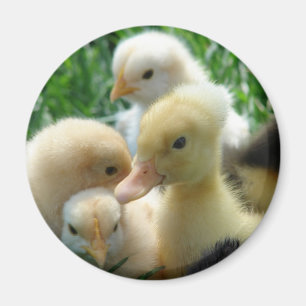Imã Pintinhos e Ducklings