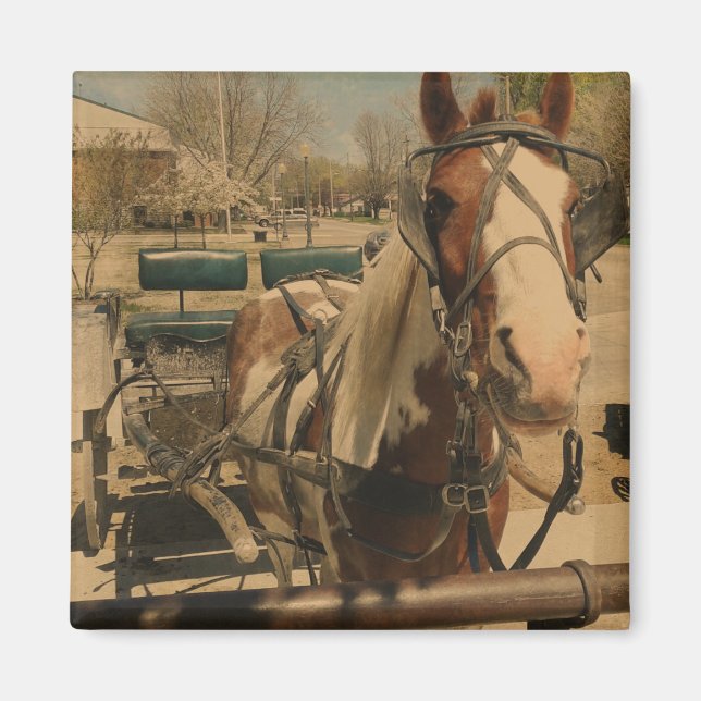 Imã Pinto Buggy Horse (Frente)