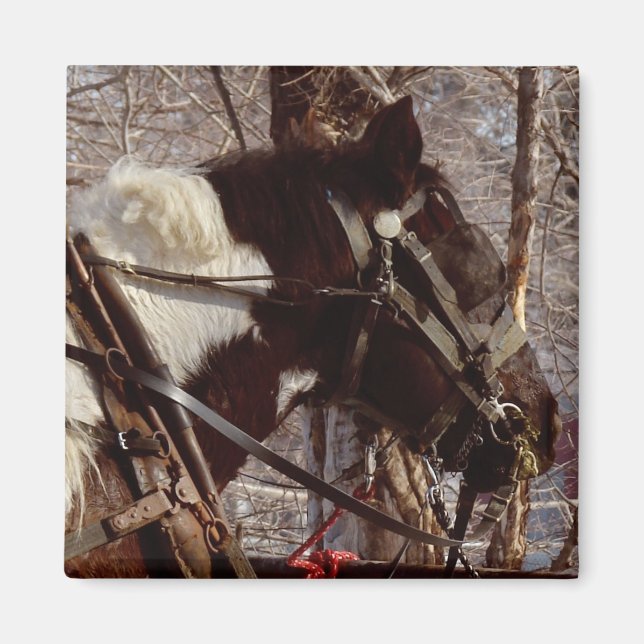 Imã Pinto Cavalo de Rascunho (Frente)