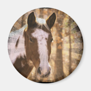 Imã Pinto Retroativo