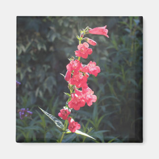 Imã Pintor da Flor Rosa Sunita