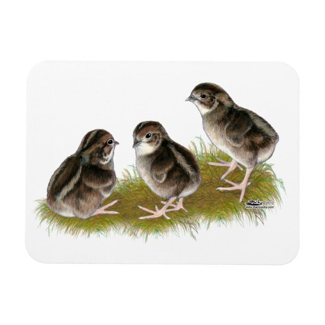 Ímã Pintos de Codorniz Coturnix (Horizontal)