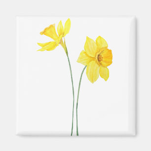 Imã pintura a aquarela amarelo daffodils