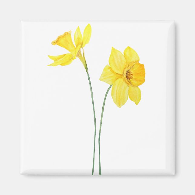 Imã pintura a aquarela amarelo daffodils (Frente)
