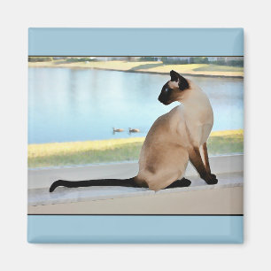 Imã Pintura calma do gato Siamese