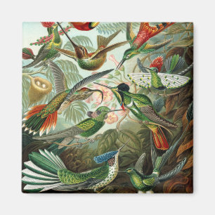 Imã pintura clássica da fauna selvagem de beija-flor