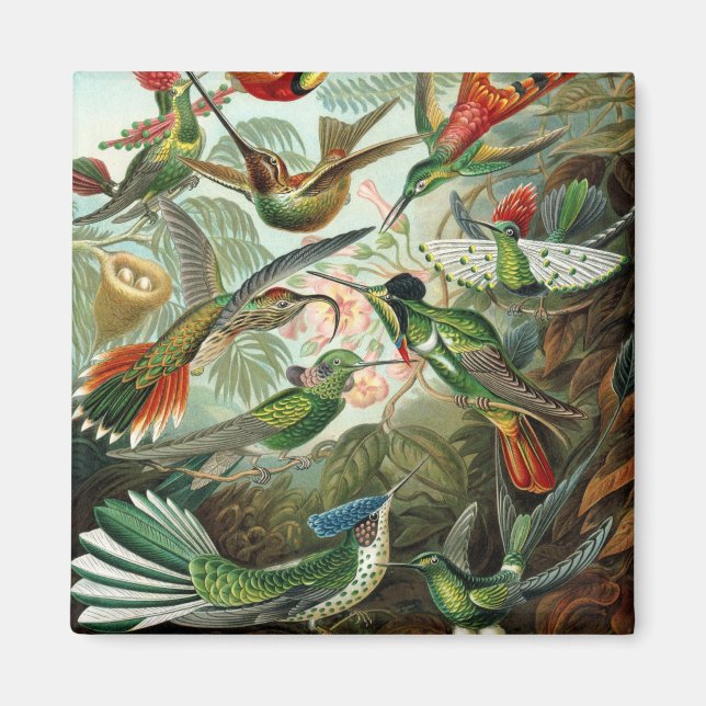 Imã pintura clássica da fauna selvagem de beija-flor (Frente)