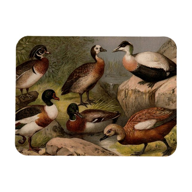 Ímã Pintura colorida de patos (Horizontal)