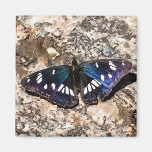 Imã Pintura da Borboleta Azul Almirante Branco do Sul
