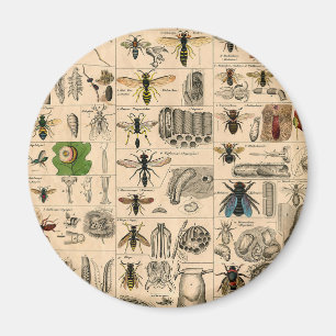 Imã Pintura De Abelhas Insetos Insetos Vaza Natureza N