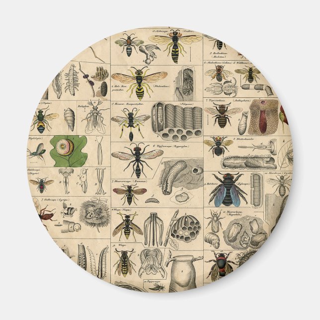 Imã Pintura De Abelhas Insetos Insetos Vaza Natureza N (Frente)