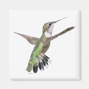 Imã Pintura de Berylline Hummingbird
