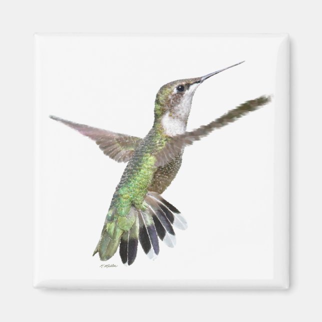 Imã Pintura de Berylline Hummingbird (Frente)