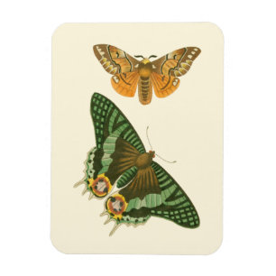 Ímã Pintura de Borboleta Ligeiramente Bordada