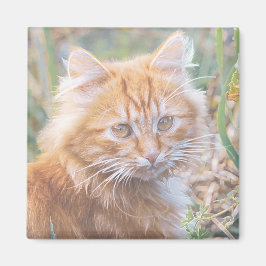 Imã Pintura de gatinho de gato ruivo engraçado e fofo
