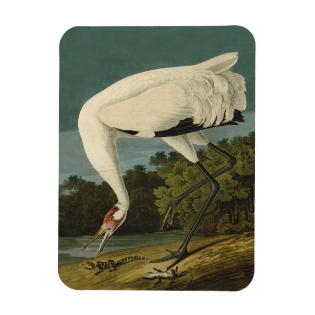 Ímã Pintura de pássaros Audubon Crane Whoping (Vertical)