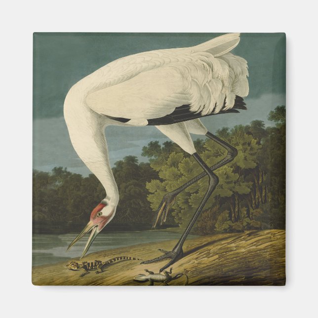 Imã Pintura de pássaros Audubon Crane Whoping (Frente)