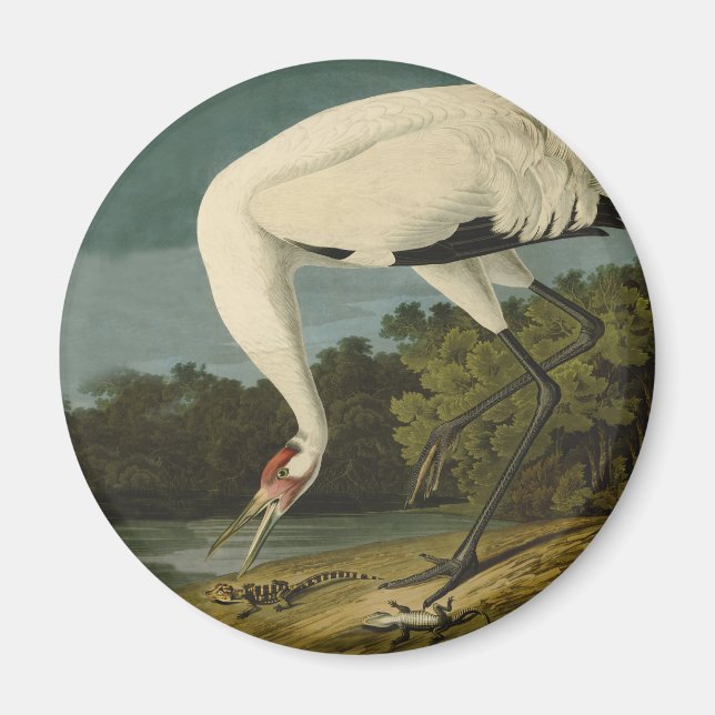Imã Pintura de pássaros Audubon Crane Whoping (Frente)