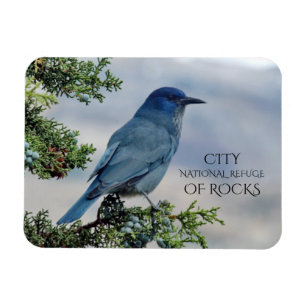 Ímã Pinyon Jay em Juniper, Cidade das Rochas, Idaho