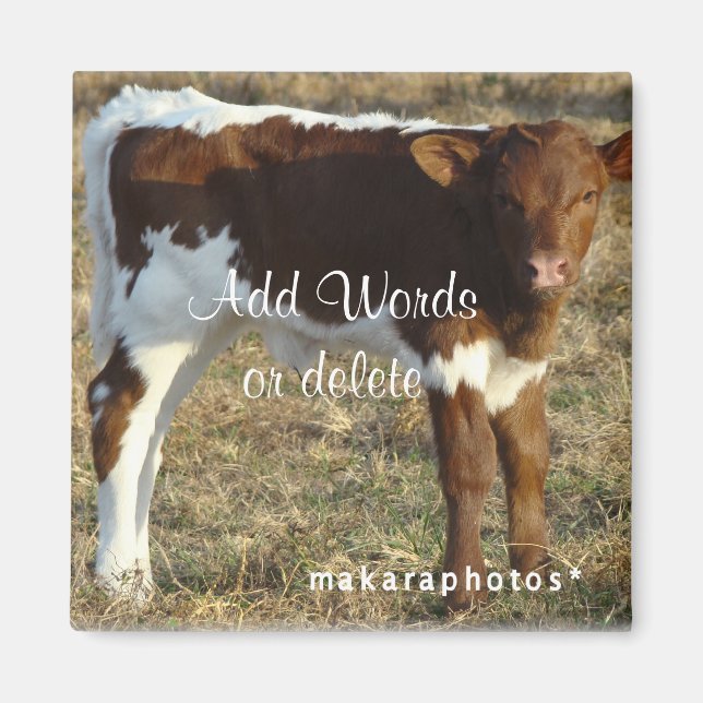Imã Pinzguar Calf Square Magnet - personalize (Frente)
