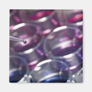 Imã Pipeta e placas de Petri com fluidos