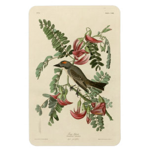 Ímã Piping Flycatcher das Aves da América de Audubon