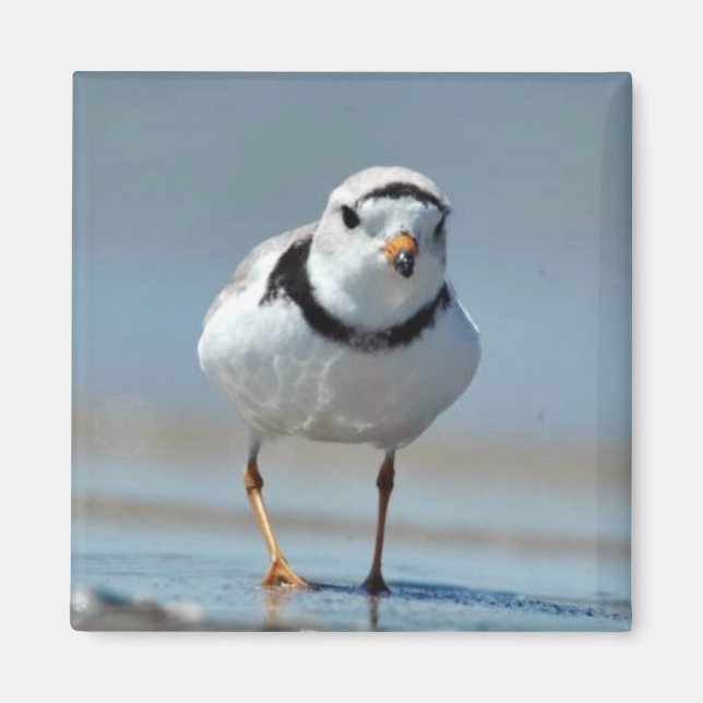 Imã Piping Plover (Frente)