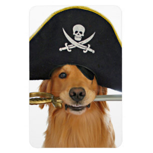 Ímã Pirata de Halloween para ouro Retriever