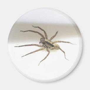 Imã Pisaurana mira Male Magnet