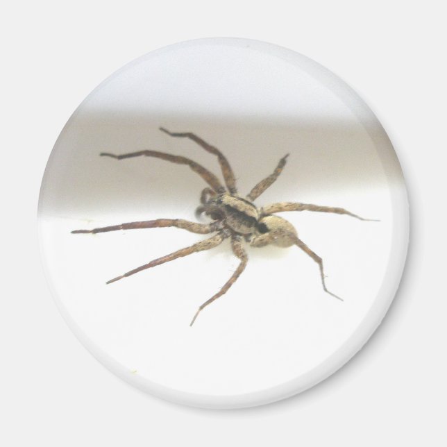 Imã Pisaurana mira Male Magnet (Frente)