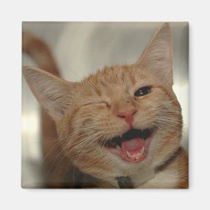 Imã Pisc o gato feliz do gengibre