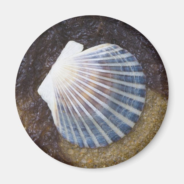 Imã Piscina (Frente)