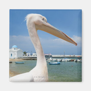 Imã Piscina, ilhas de Cyclades, Mykonos, pelicano