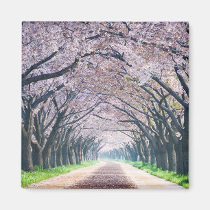 Imã Pista da flor de cerejeira