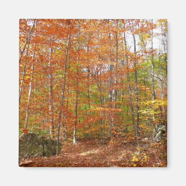 Imã Pista de queda à luz do sol no Laurel Hill Park (Frente)