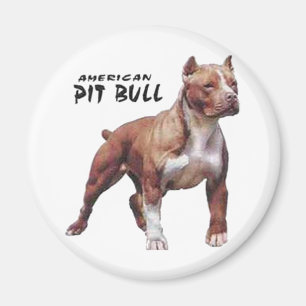 Imã Pitbull