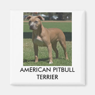 Imã Pitbull Americano Terrier Magnet