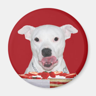 Imã Pitbull branco com fome