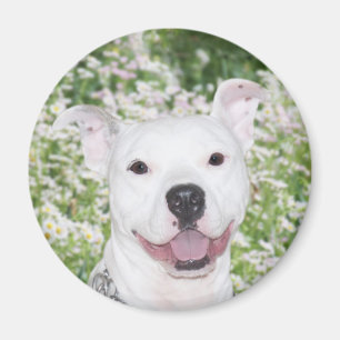 Imã Pitbull branco feliz