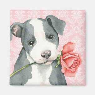 Imã Pitbull cor-de-rosa dos namorados