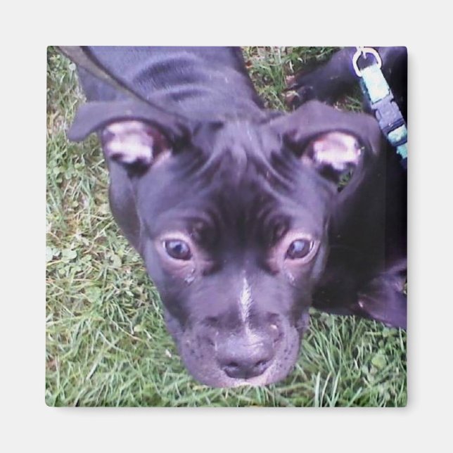 Imã Pitbull Puppy (Frente)