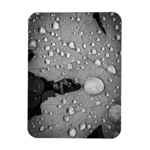 Ímã Pitter Patter — Imagem de Fotografia flexível d
