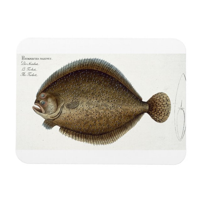 Ímã Placa de turbo (Pleuronectes Maximus) XLIX de 'Ich (Horizontal)