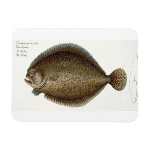 Ímã Placa XLIX do Turbot (Pleuronectes Maximus) 'de