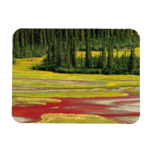 Ímã Planície Salina e Floresta Parque Nacional Wood