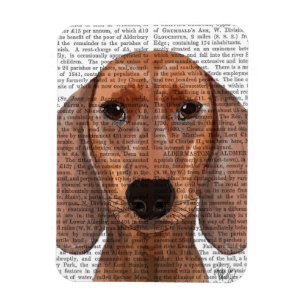 Ímã Plano de Ilustração de Dachshund
