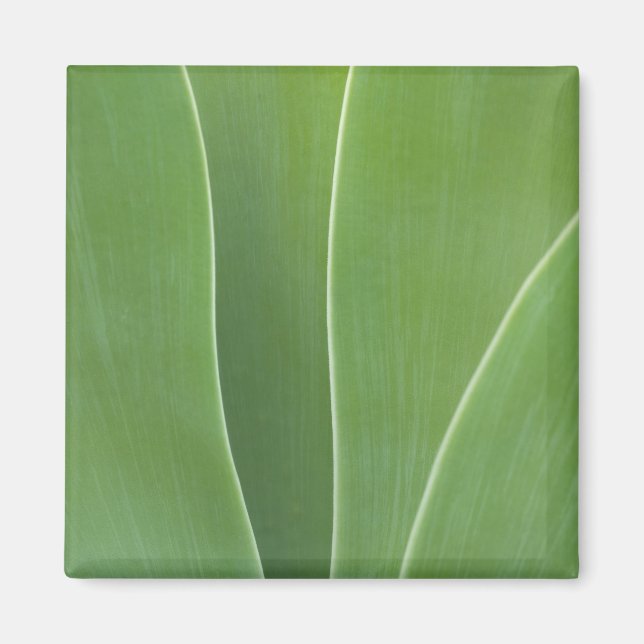 Imã Planta Agave Close Up (Frente)