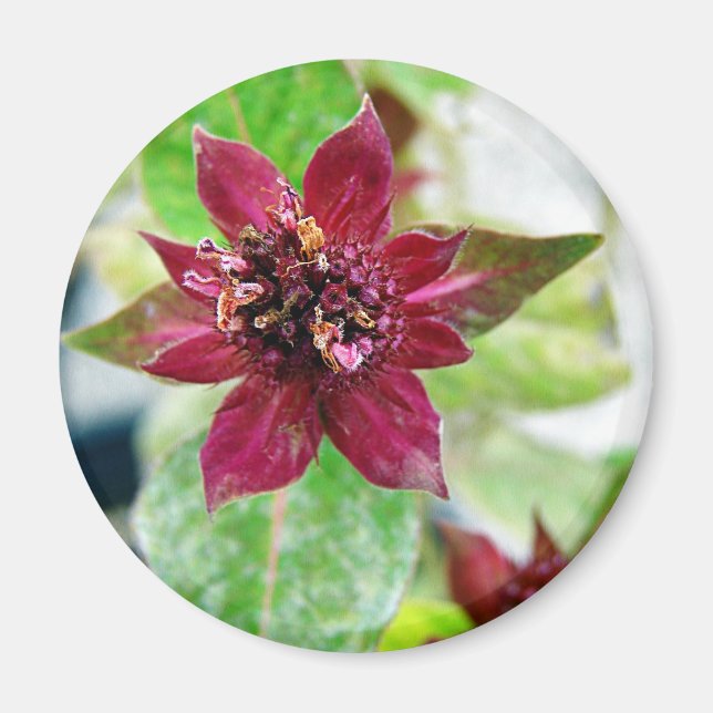 Imã Planta bonito (Frente)