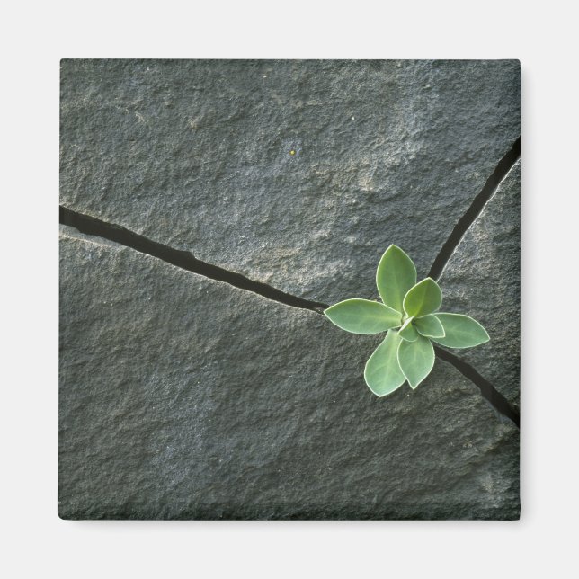 Imã Planta crescendo em rocha rachada (Frente)