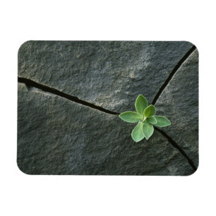 Ímã Planta crescendo em rocha rachada